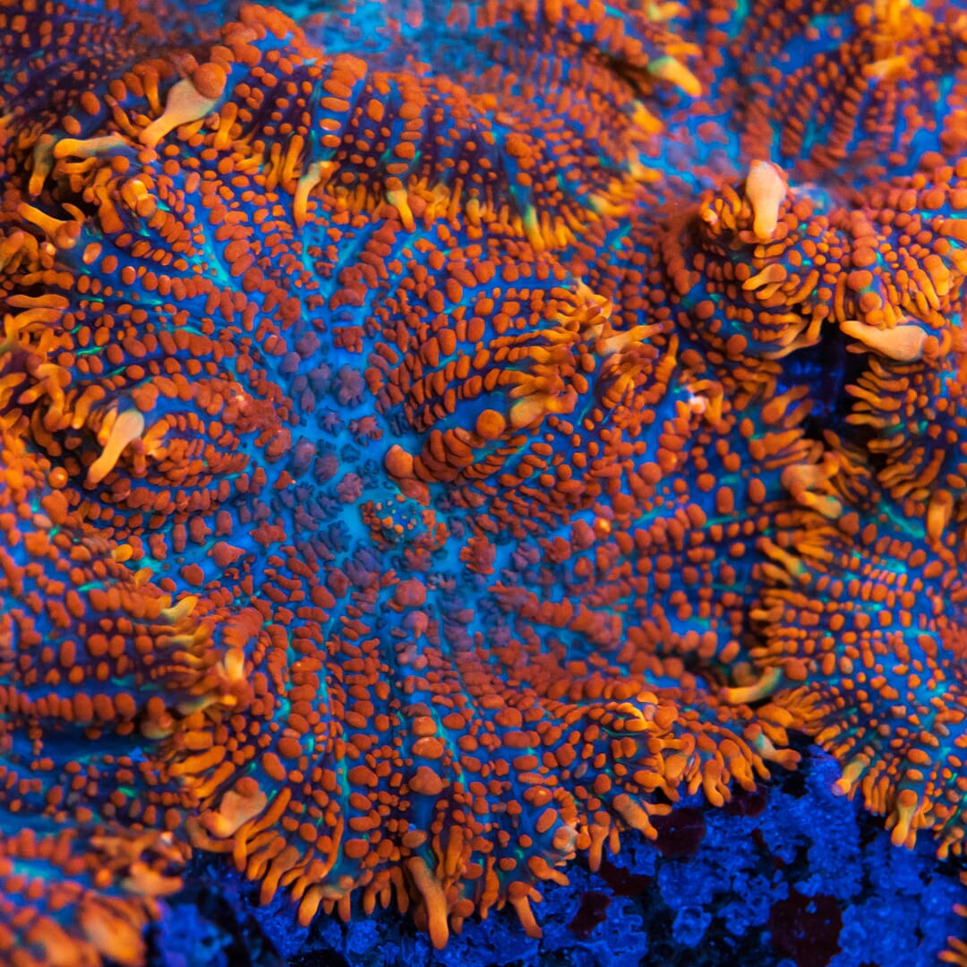 WWC King Julius Rhodactis Mushroom