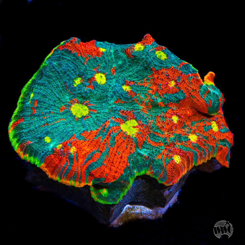 WWC Knockout Rainbow Chalice