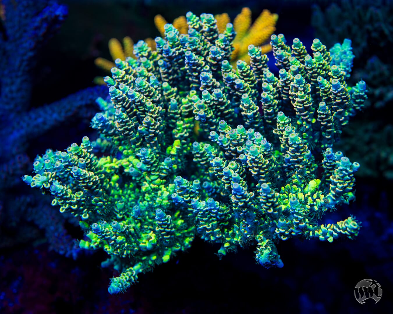 WWC Malibu Surfer Acropora