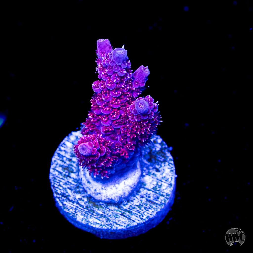 WWC Marmalade Melody Acropora