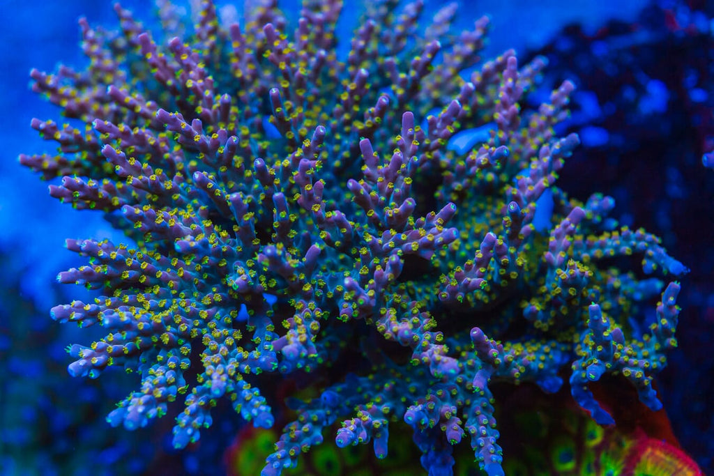 WWC Mojo Man Acropora