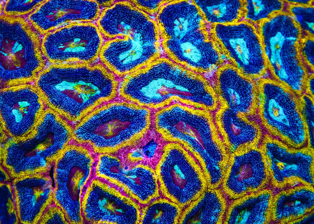 WWC Obliterator Bowerbanki