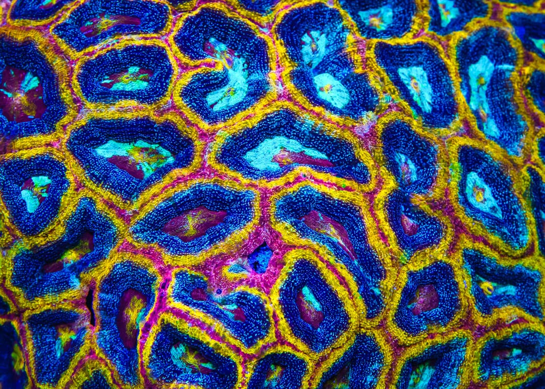 WWC Obliterator Bowerbanki