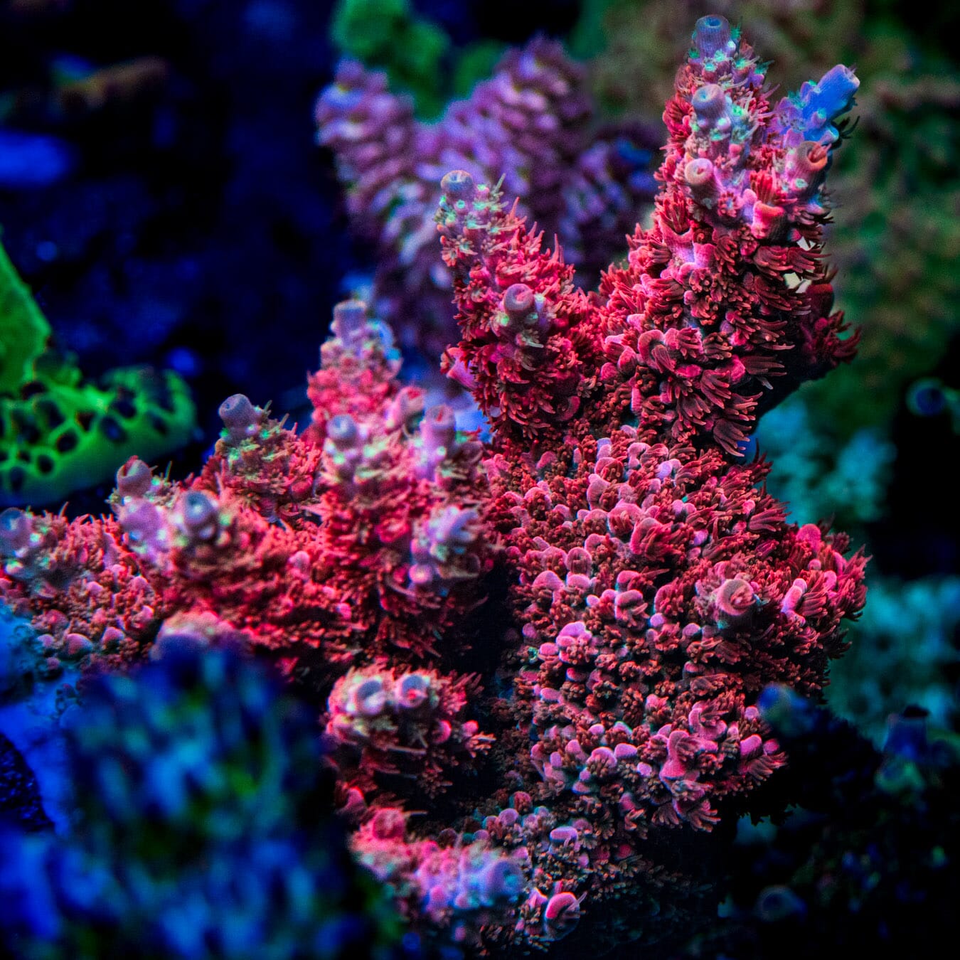 WWC Pantera Rosa Acropora