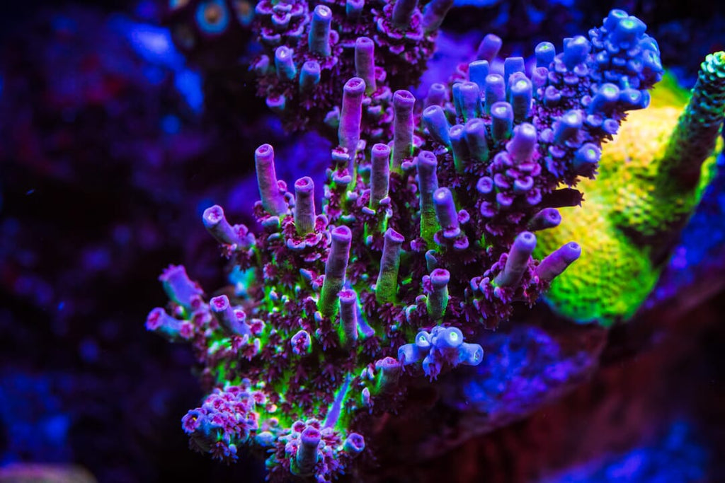 WWC Paradise Tenuis Acropora