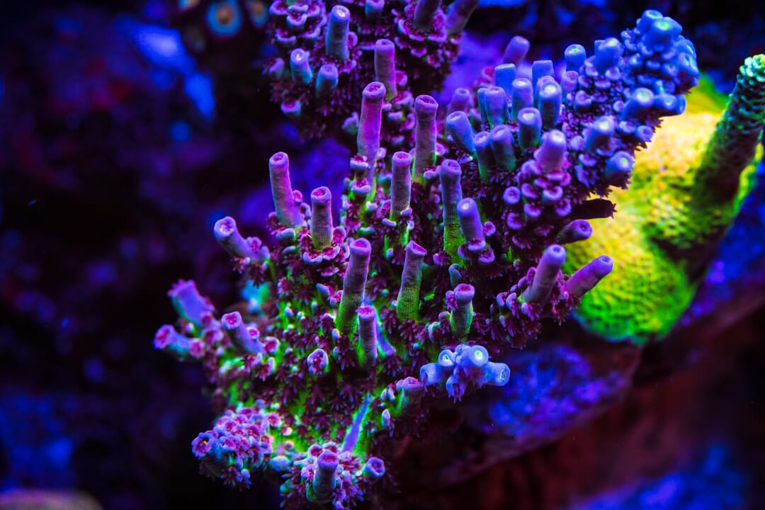 WWC Paradise Tenuis Acropora