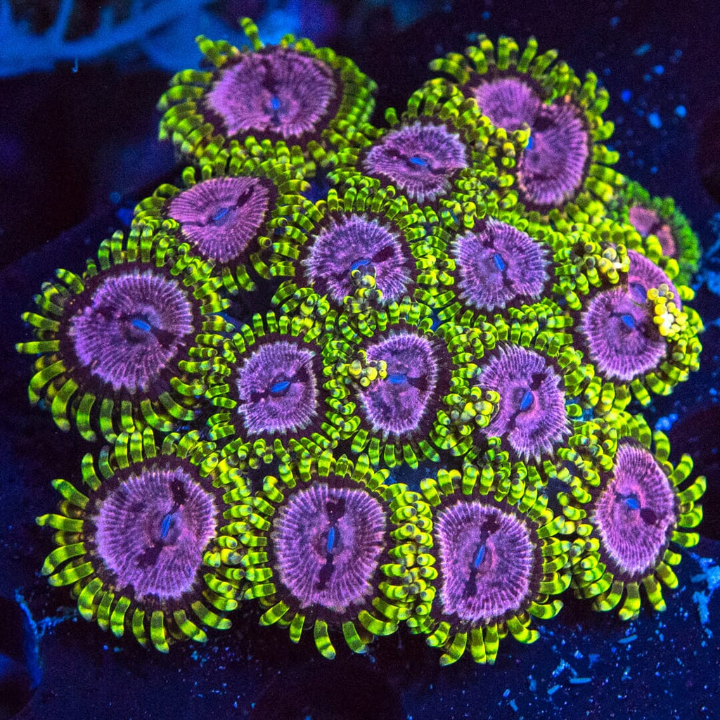 WWC Purple Monster Zoanthids