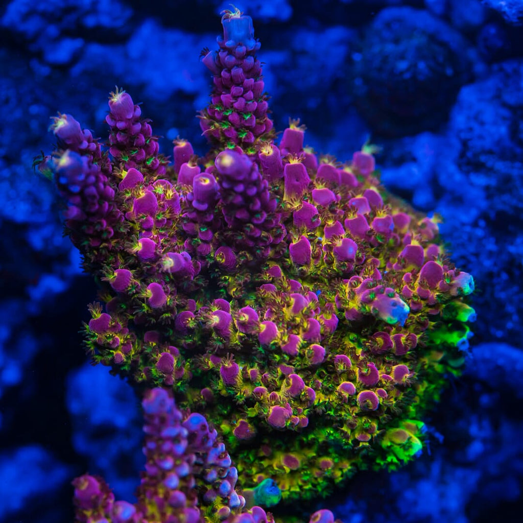 WWC Red Cadillac Acropora