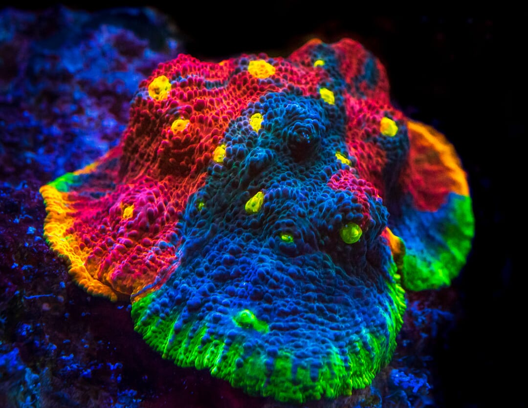 WWC Supa Fly Rainbow Chalice