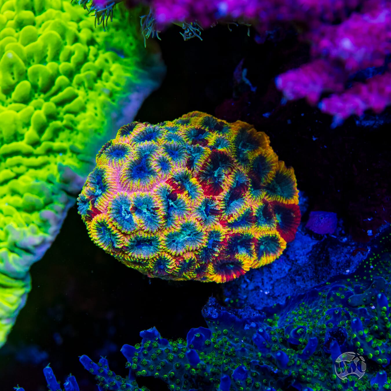 Yellow Submarine Favia