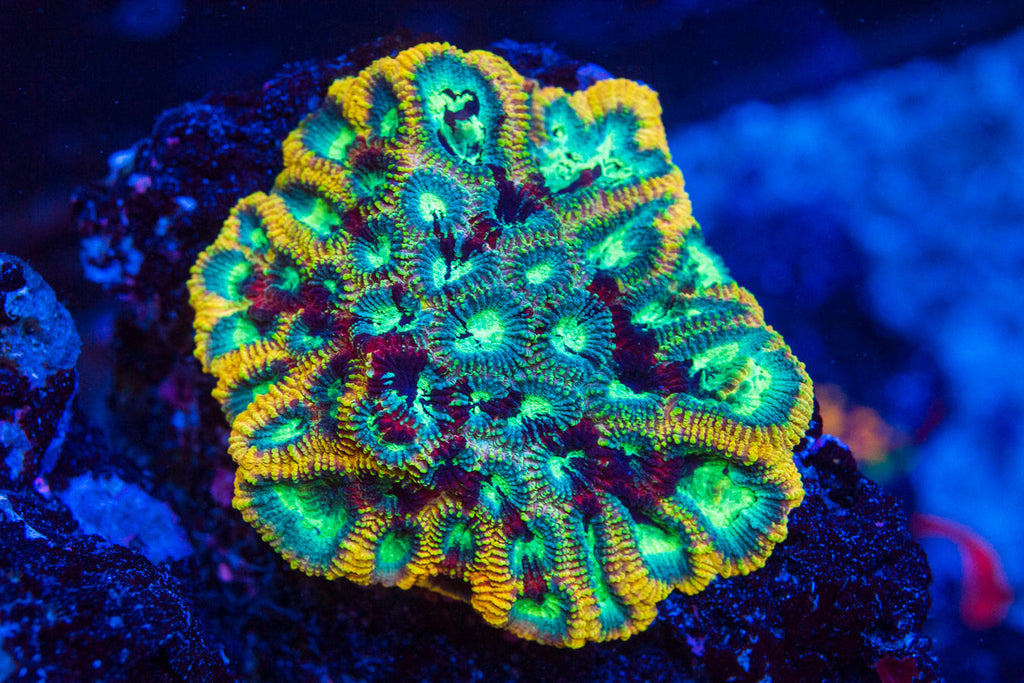 Yellow Submarine Favia