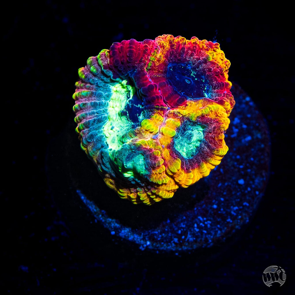 Yellow Submarine Favia