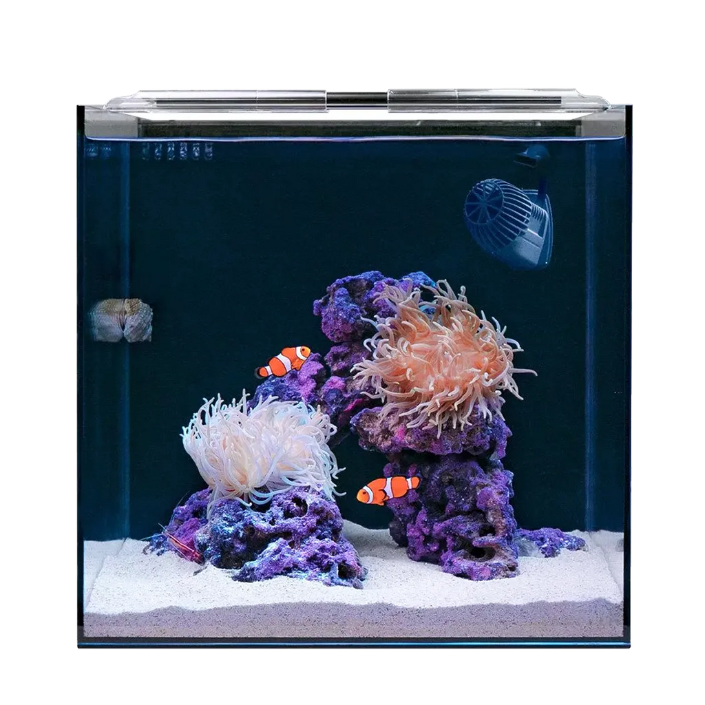 Hello Reef Clownfish & Anemone Aquarium Kit